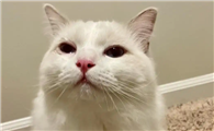 小猫打喷嚏流眼泪但食欲好怎么办