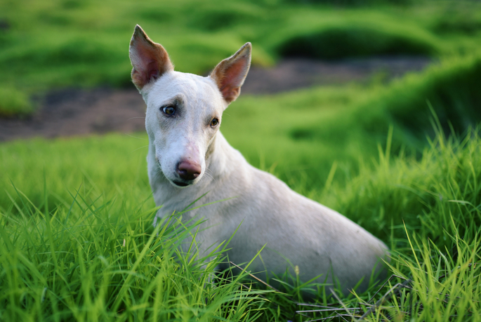 犬窝咳怎么治疗用什么药
