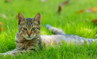 猫咪得了猫鼻支是什么症状
