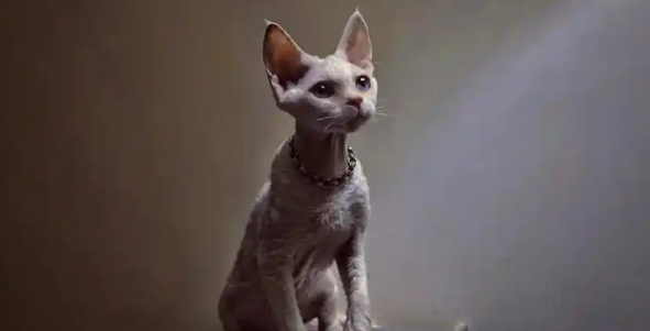 为什么养“德文卷毛猫”的人越来越多了？