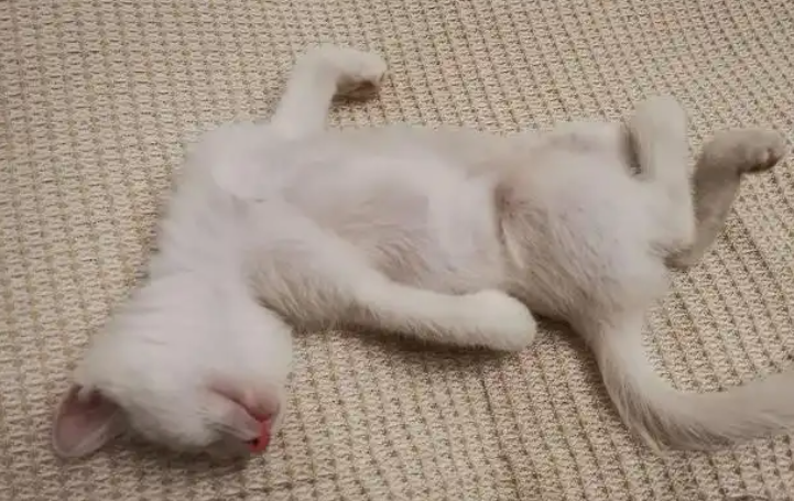 猫咪睡觉时抽搐正常吗