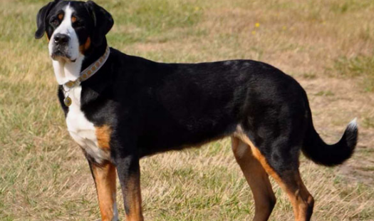 大瑞士山地犬选购指南：公犬与母犬的差异解析