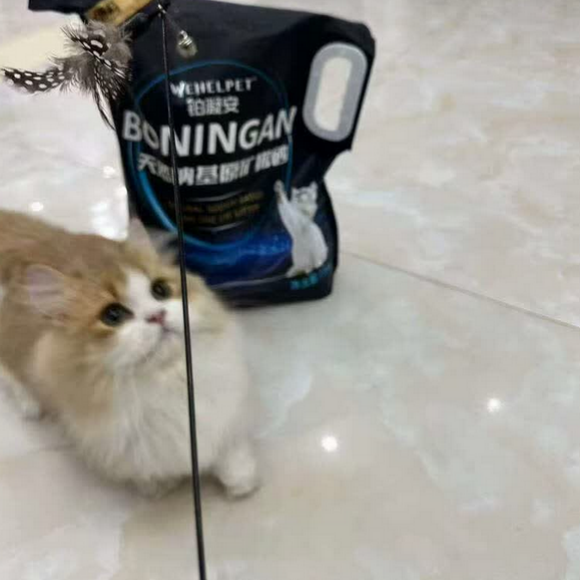 无尘猫砂品牌哪个好?铂凝安瞬间结团不沾底 无尘猫砂品牌哪个好?铂凝安瞬间结团不沾底