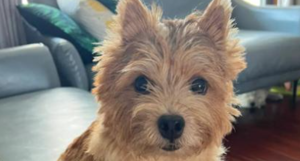 诺维奇梗犬是小型犬吗？娇小身躯藏着大能量