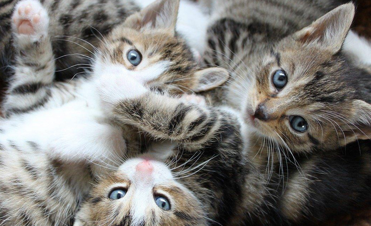 猫咪下巴稀疏是怎么了