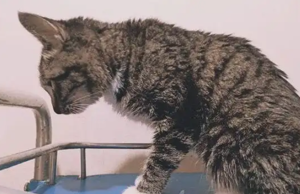 猫咪食欲差消瘦怎么办