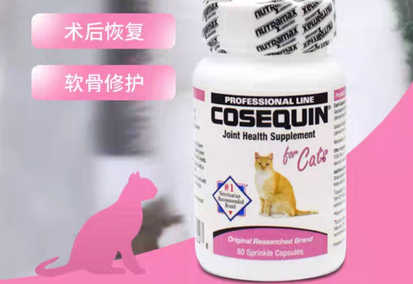 上班族养猫｜折耳猫软骨病怎么治疗？康仕健Cosequin给出无痛答案