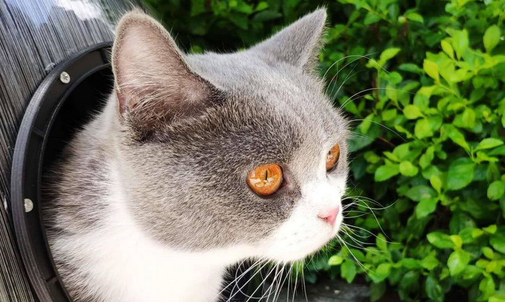 猫咪轻微牙龈红肿用什么消炎药