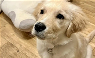 狗狗犬瘟后期头抖咬舌怎么治疗