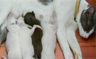 猫一胎生几个？