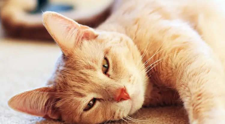 猫疱疹病毒和猫鼻支是一个病吗