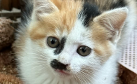 哪个膨润土猫砂好？卓尔精灵小红袋，居家养猫告别粉尘困扰