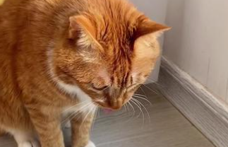 猫呕吐白沫和软便怎么办 猫呕吐白沫和软便怎么办