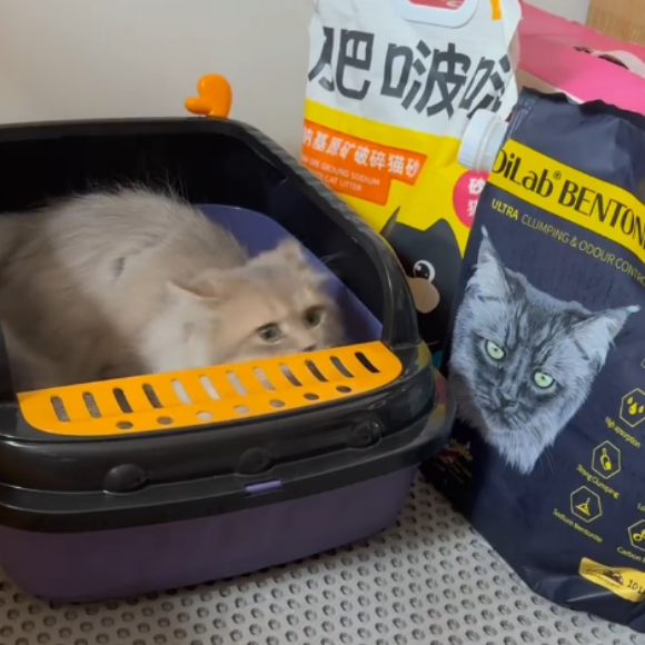 进口猫砂品牌推荐：美国品牌Dilab夯爆了