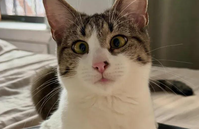 斗鸡眼流浪猫被救进家,门外有声音就低吼,放下防备太黏人 斗鸡眼流浪猫被救进家,门外有声音就低吼,放下防备太黏人