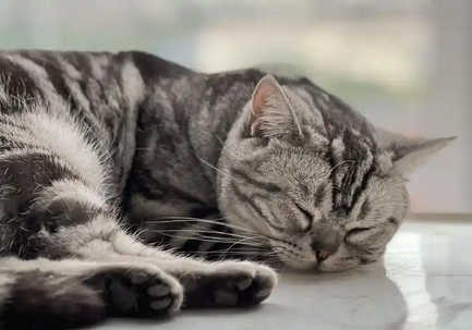 猫鼻支能治好吗会不会有生命危险