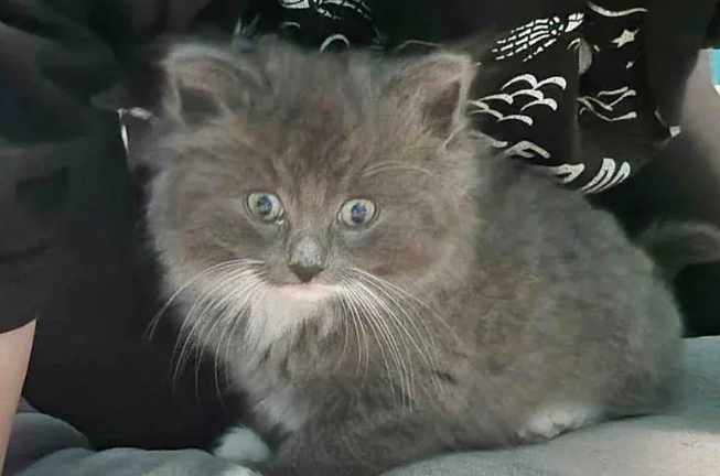 流浪小猫查出罕见病，历尽艰辛保住性命，如今蜕变等待新家
