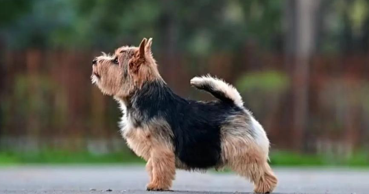 诺维奇梗犬是小型犬吗？娇小身躯藏着大能量