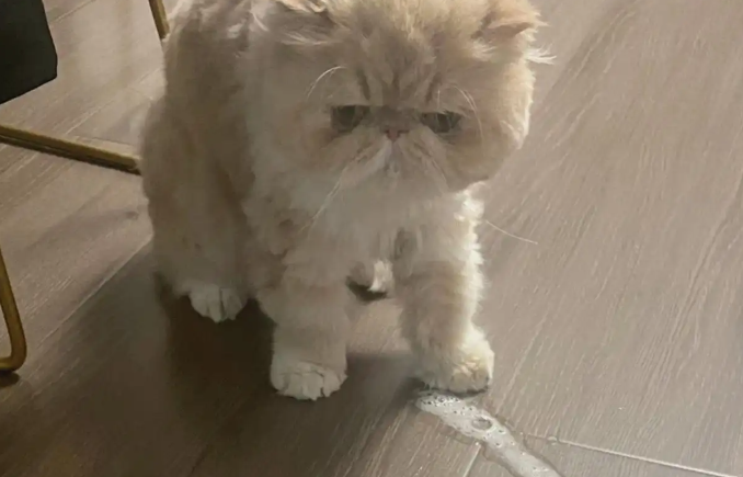 猫咪呕吐白色泡沫精神不好，怎么办
