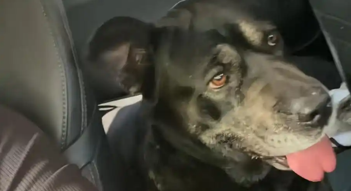 狗咬人被“拘留”10天，放出来主人拿柳条给它“去晦气”！