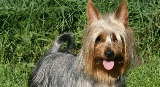 丝毛梗犬忠诚度高吗?这篇文章给你答案! 丝毛梗犬忠诚度高吗?这篇文章给你答案!