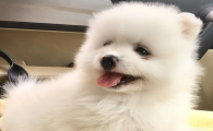 小狗嘴里流黏液是怎么回事吃什么药