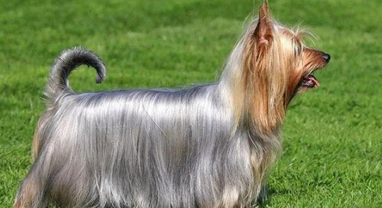 丝毛梗犬忠诚度高吗?这篇文章给你答案! 丝毛梗犬忠诚度高吗?这篇文章给你答案!