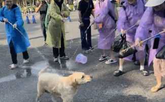 云南泼水节拉布拉多被四面夹击,弃桶而逃画面火了 云南泼水节拉布拉多被四面夹击,弃桶而逃画面火了