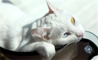 猫猫频繁抓挠皮肤是什么病