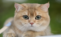怎么处理猫咪腿部的伤口