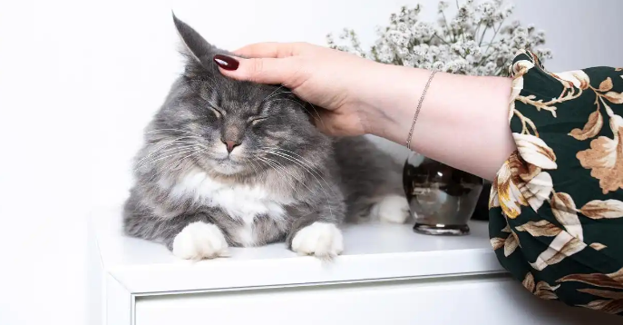 猫猫掉毛有皮屑怎么办 猫猫掉毛有皮屑怎么办