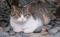 猫咪口炎的症状和处理方法是怎样的