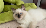猫咪细小弱阳性无症状怎么办