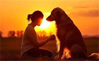 中亚牧羊犬：草原霸主的魅力与挑战