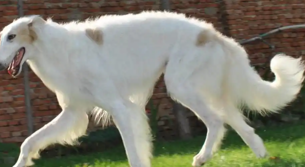 你知道苏俄猎狼犬吗?一般人可养不起 你知道苏俄猎狼犬吗?一般人可养不起
