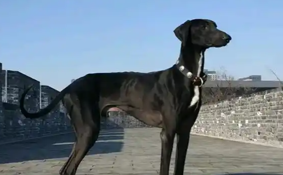 哮天犬是什么品种?神话里的哮天犬现实里真的存在 哮天犬是什么品种?神话里的哮天犬现实里真的存在