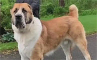 揭秘！中亚牧羊犬的优缺点，千万不要被它的外表迷惑了！
