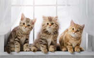 猫咪吐血和毛球是怎么回事吃什么药