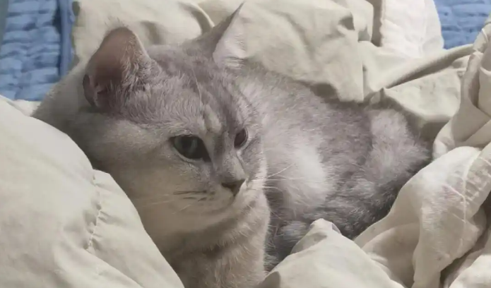 猫咪尿道口红肿张开怎么治疗