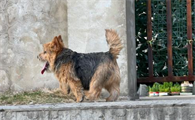 诺维奇梗犬掉毛吗？低掉毛易护理的贴心伴侣