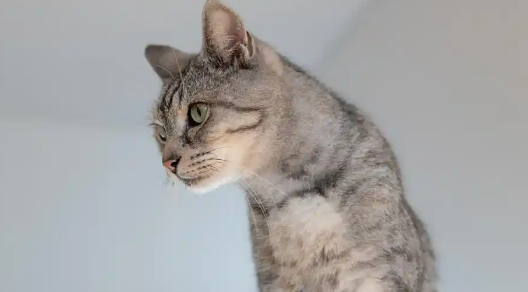 猫频繁咳嗽是怎么回事
