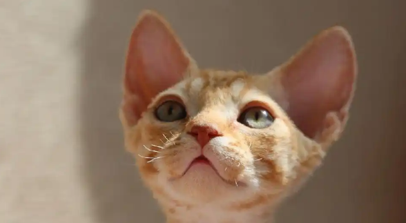 为什么养“德文卷毛猫”的人越来越多了？