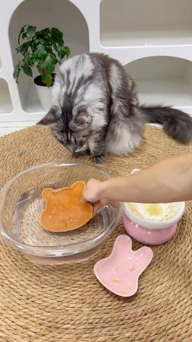 宠物消毒液成“隐形杀手”?毛团宠养教你避开消毒误区 宠物消毒液成“隐形杀手”?毛团宠养教你避开消毒误区