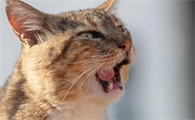 小猫咳嗽反复发作怎么办