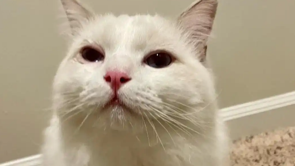 猫咪眼泪汪汪怎么回事
