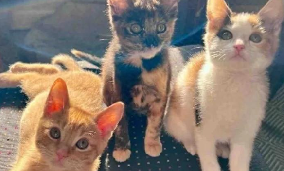 连猫带笼被扔停车场，带回家才发现，猫妈妈其实也还是个孩子