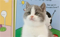 猫咪打喷嚏是鼻支前兆吗?