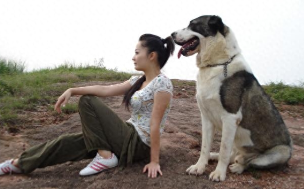 中亚牧羊犬，草原上的“东方神犬”