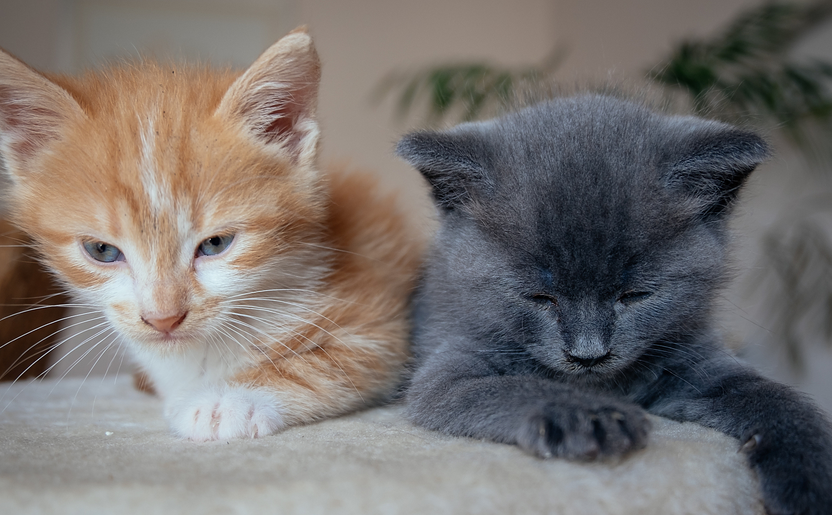 猫咪疱疹病毒如何彻底清除干净