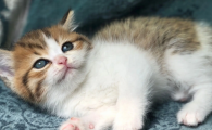 猫咪口炎严重治疗期间可以直接吃东西吗